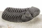 Nice Spiny Comura Trilobite With Morocops #214403-7